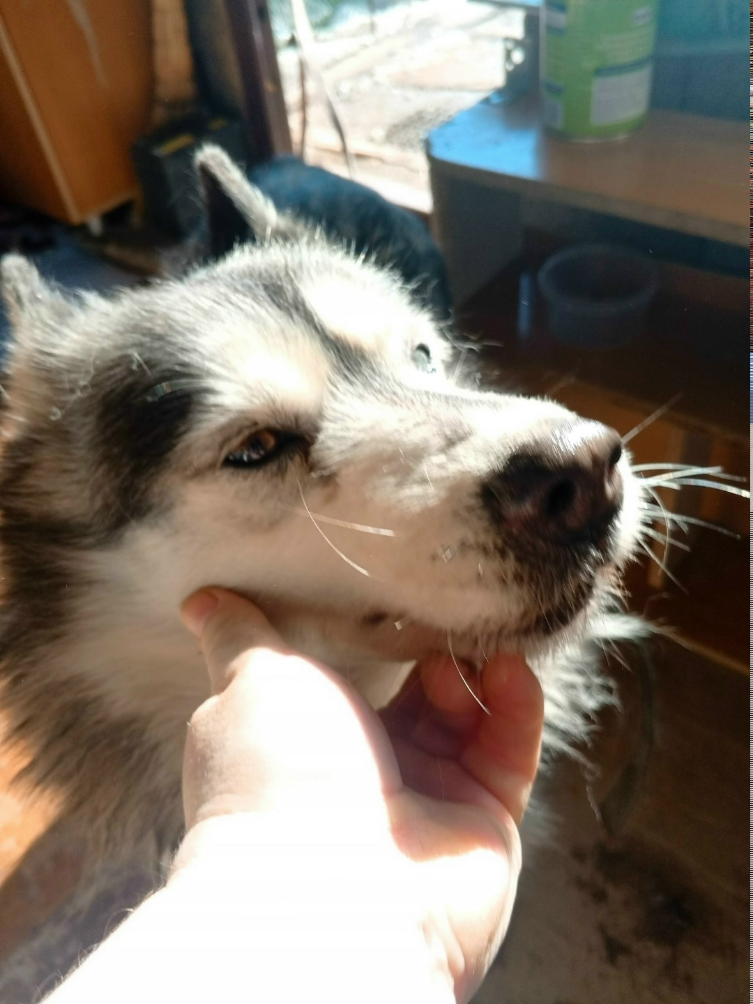 Найдена собака в Оренбурге — фото объявления