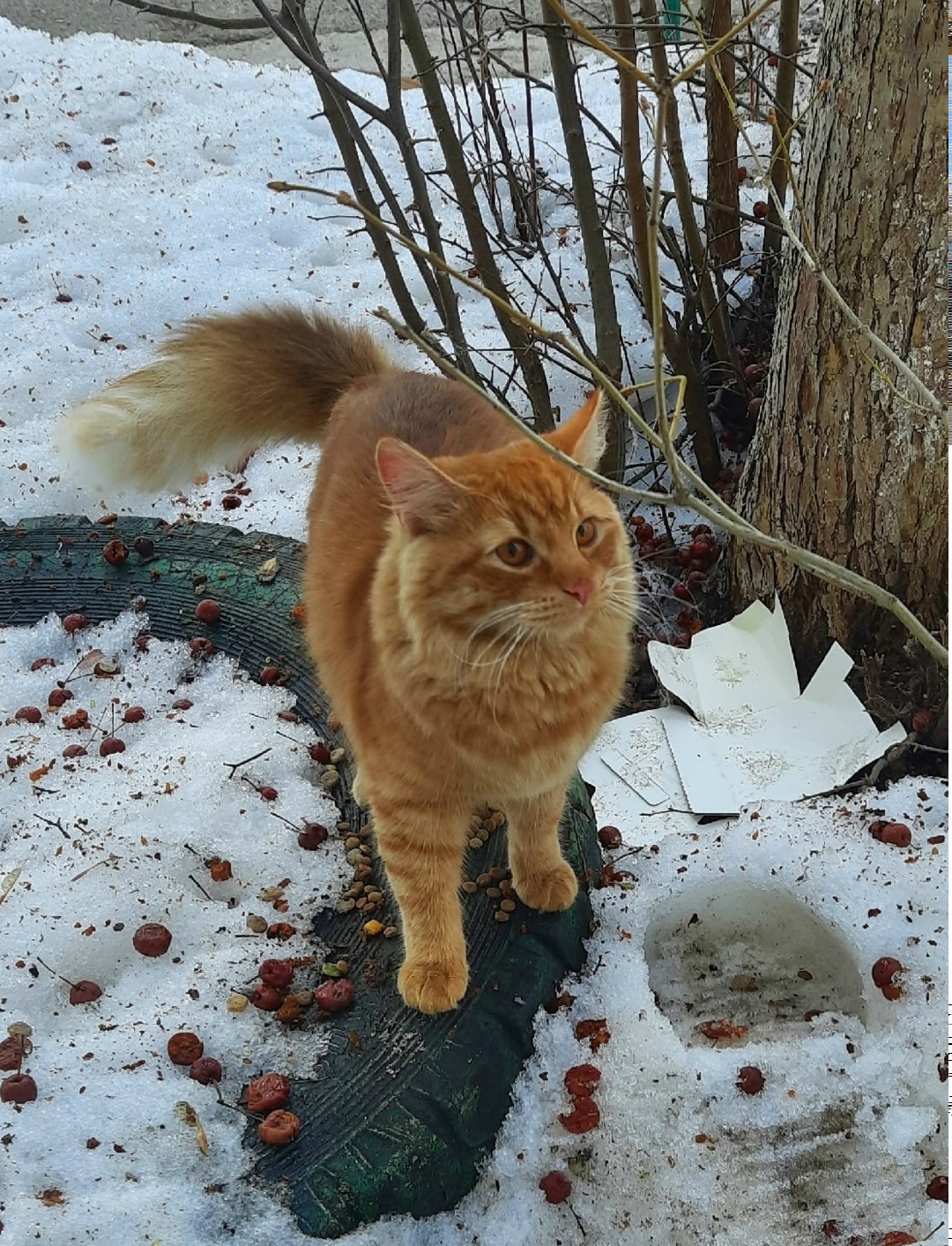 Найдена кошка в Оренбурге — фото объявления