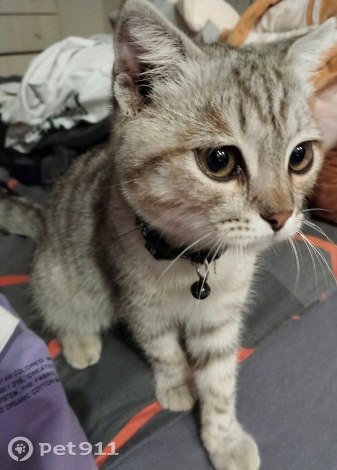 Найдена кошка в Оренбурге — фото объявления