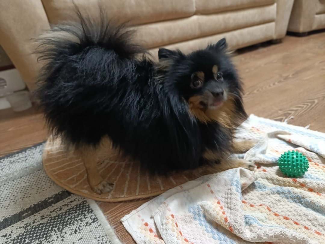 Найдена собака в Оренбурге — фото объявления