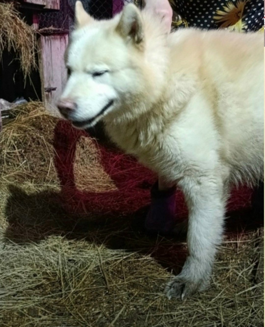 Найдена собака в Оренбурге — фото объявления