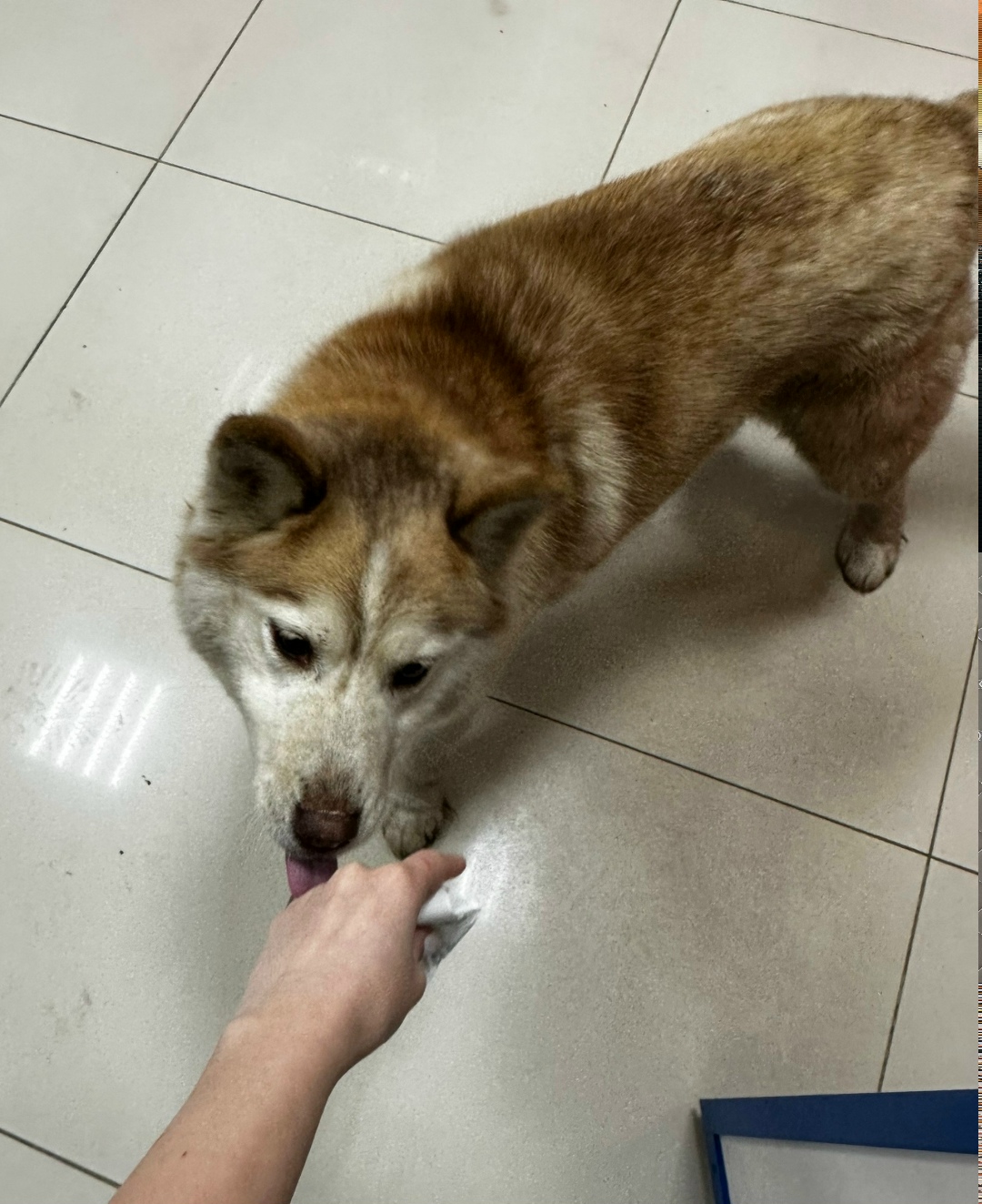 Найдена собака в Оренбурге — фото объявления