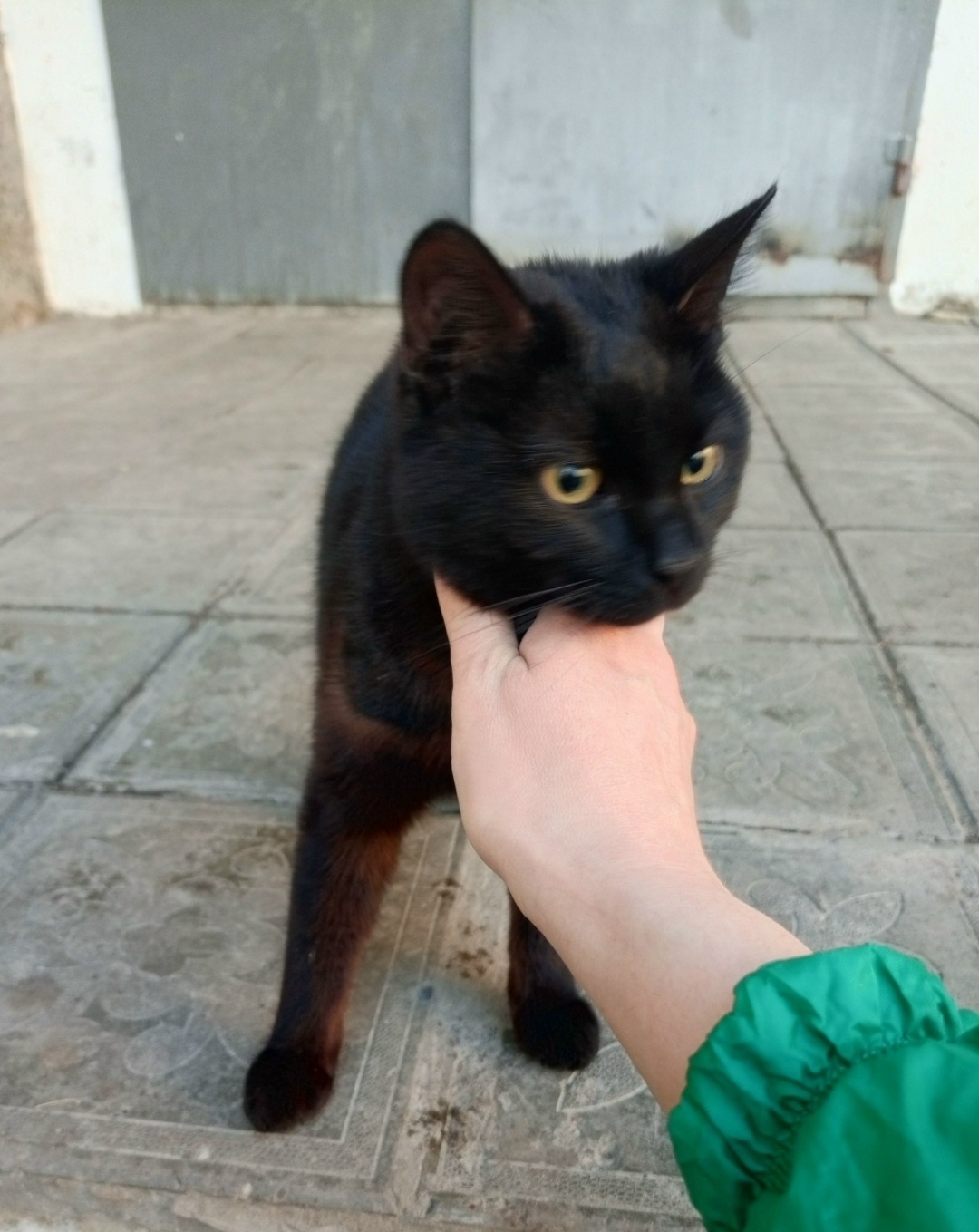 Найдена кошка в Оренбурге — фото объявления