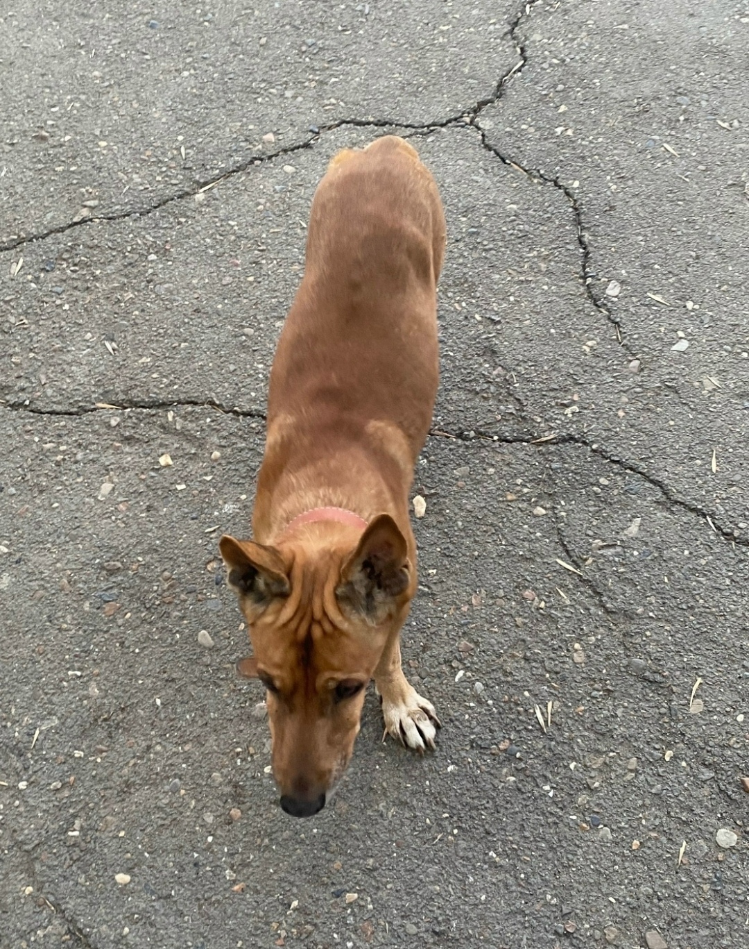 Найдена собака в Оренбурге — фото объявления