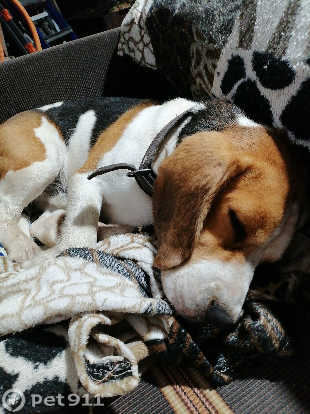 Найдена собака в Оренбурге — фото объявления