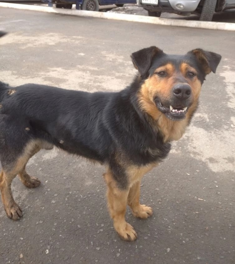 Найдена собака в Оренбурге — фото объявления