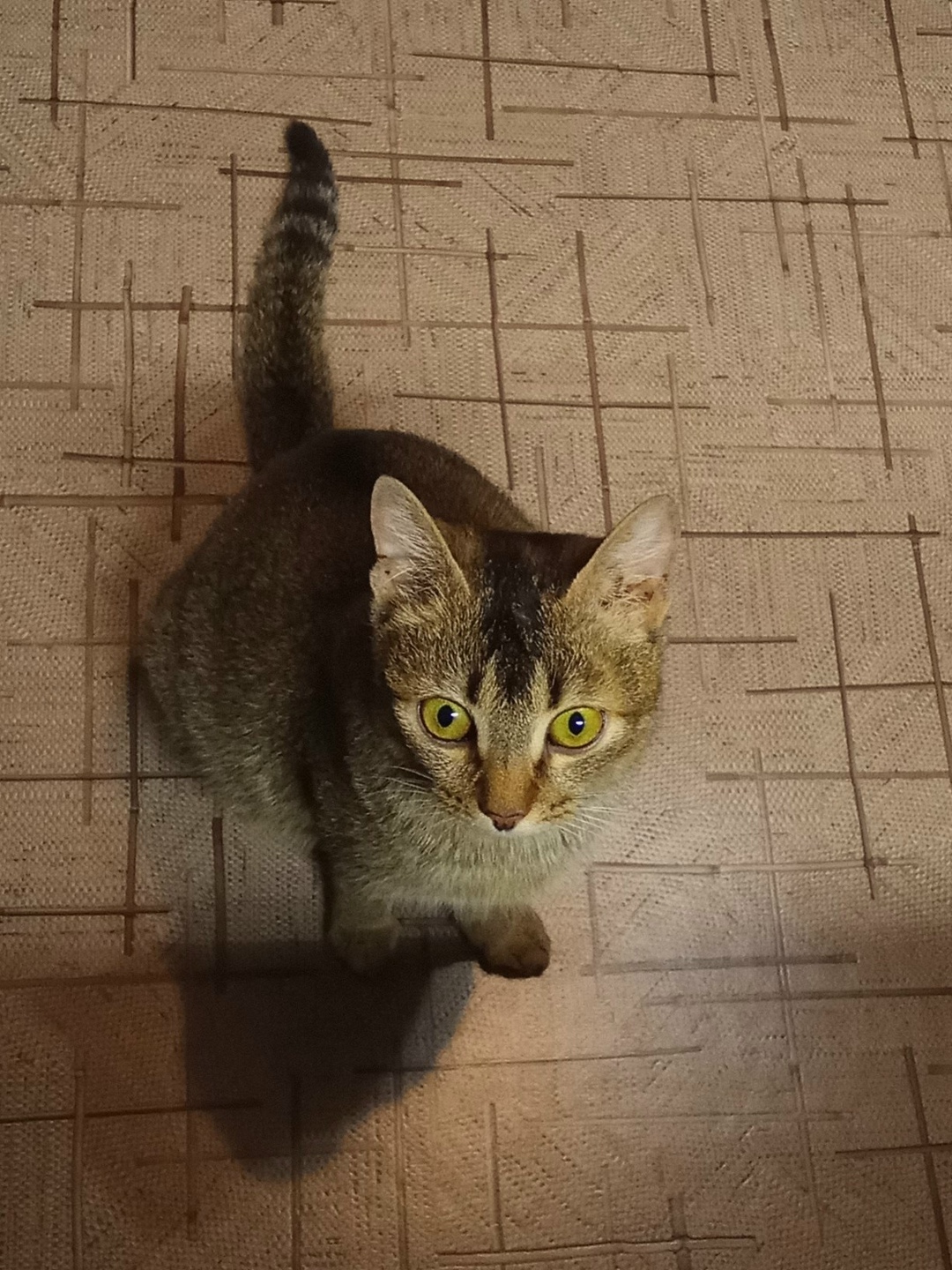 Найдена кошка в Оренбурге — фото объявления