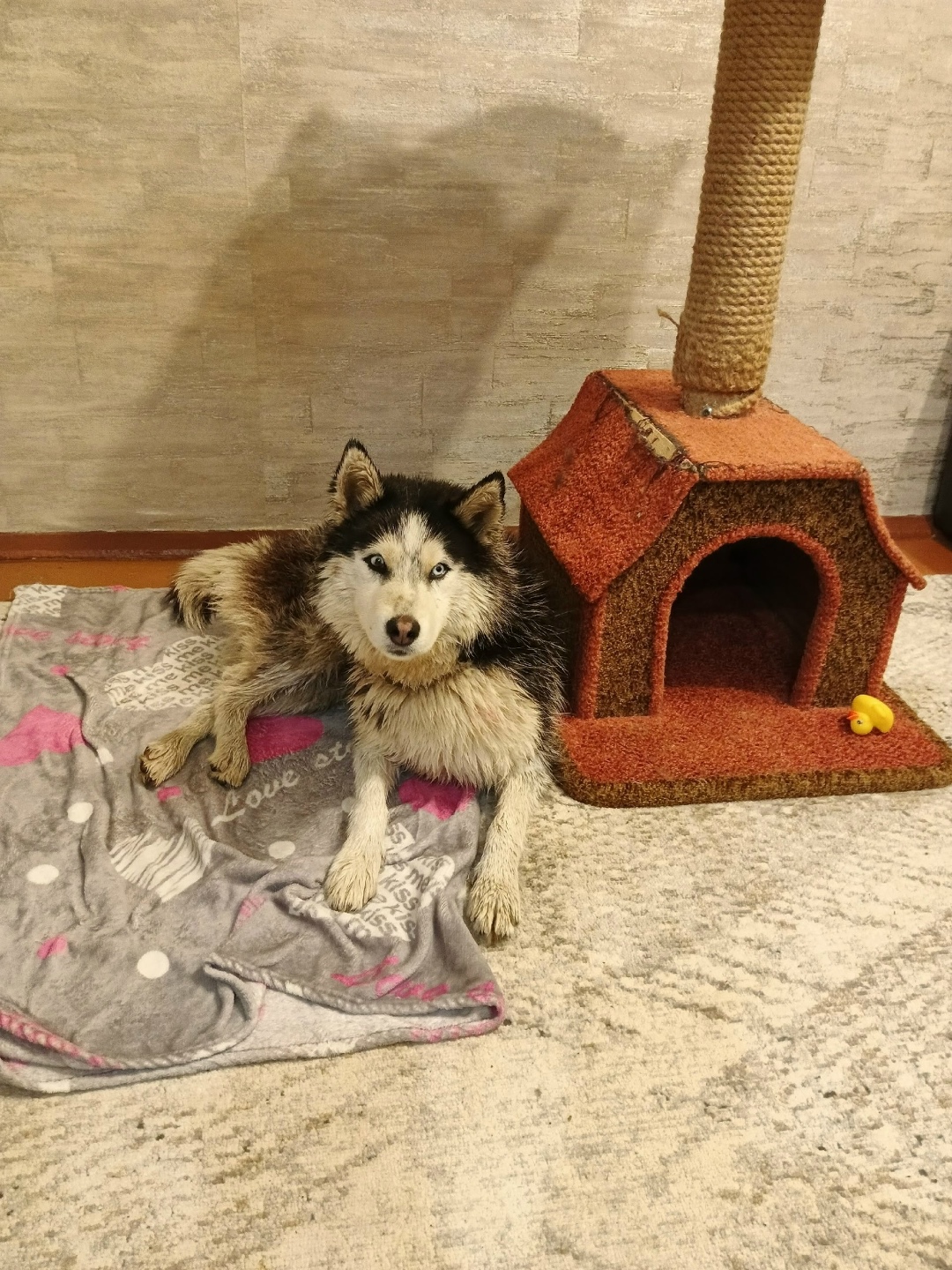 Найдена собака в Оренбурге — фото объявления