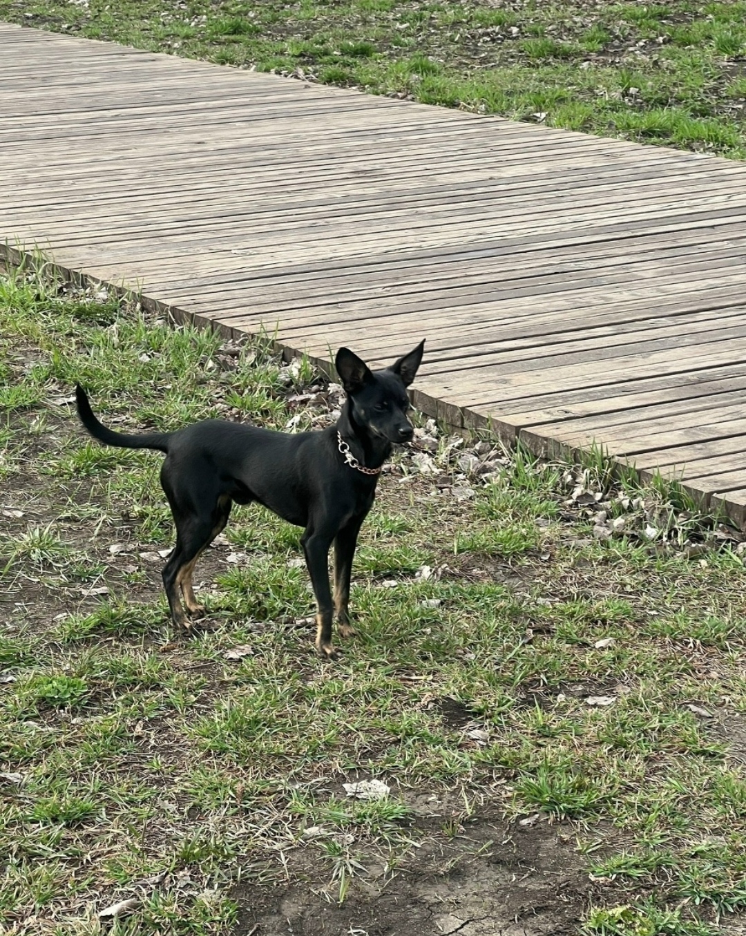 Найдена собака в Оренбурге — фото объявления