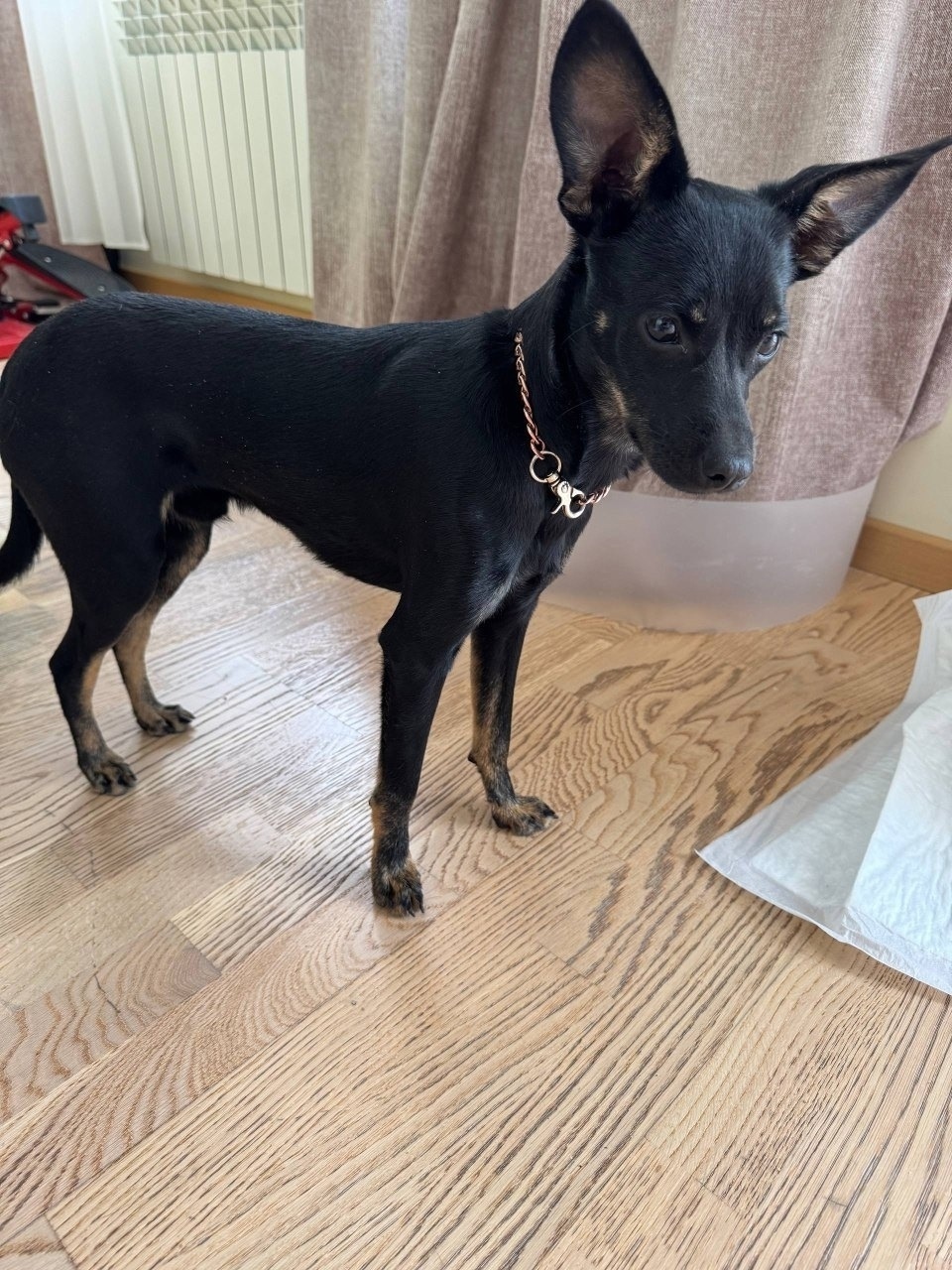 Найдена собака в Оренбурге — фото объявления