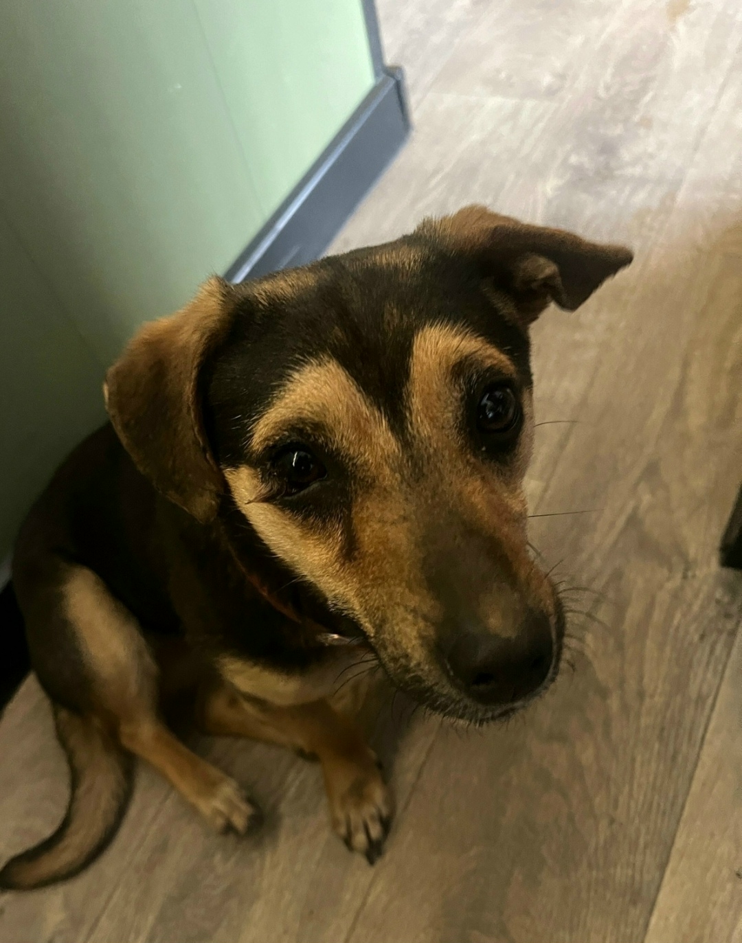 Найдена собака в Оренбурге — фото объявления