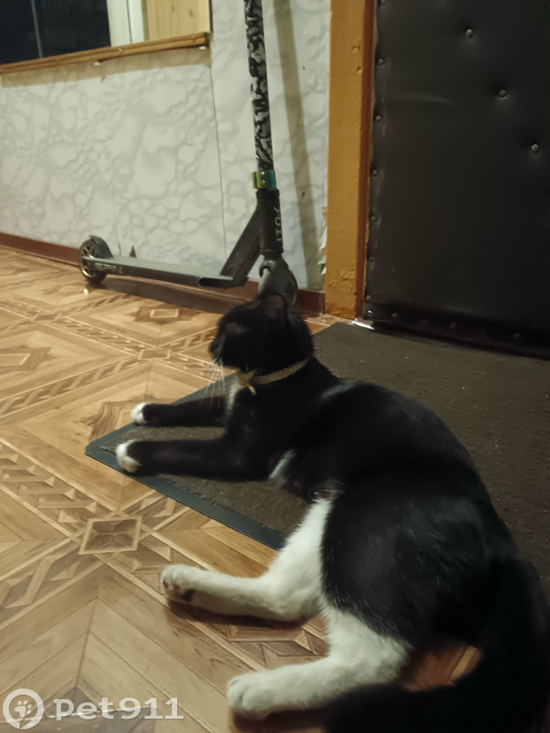 Найдена кошка в Оренбурге — фото объявления