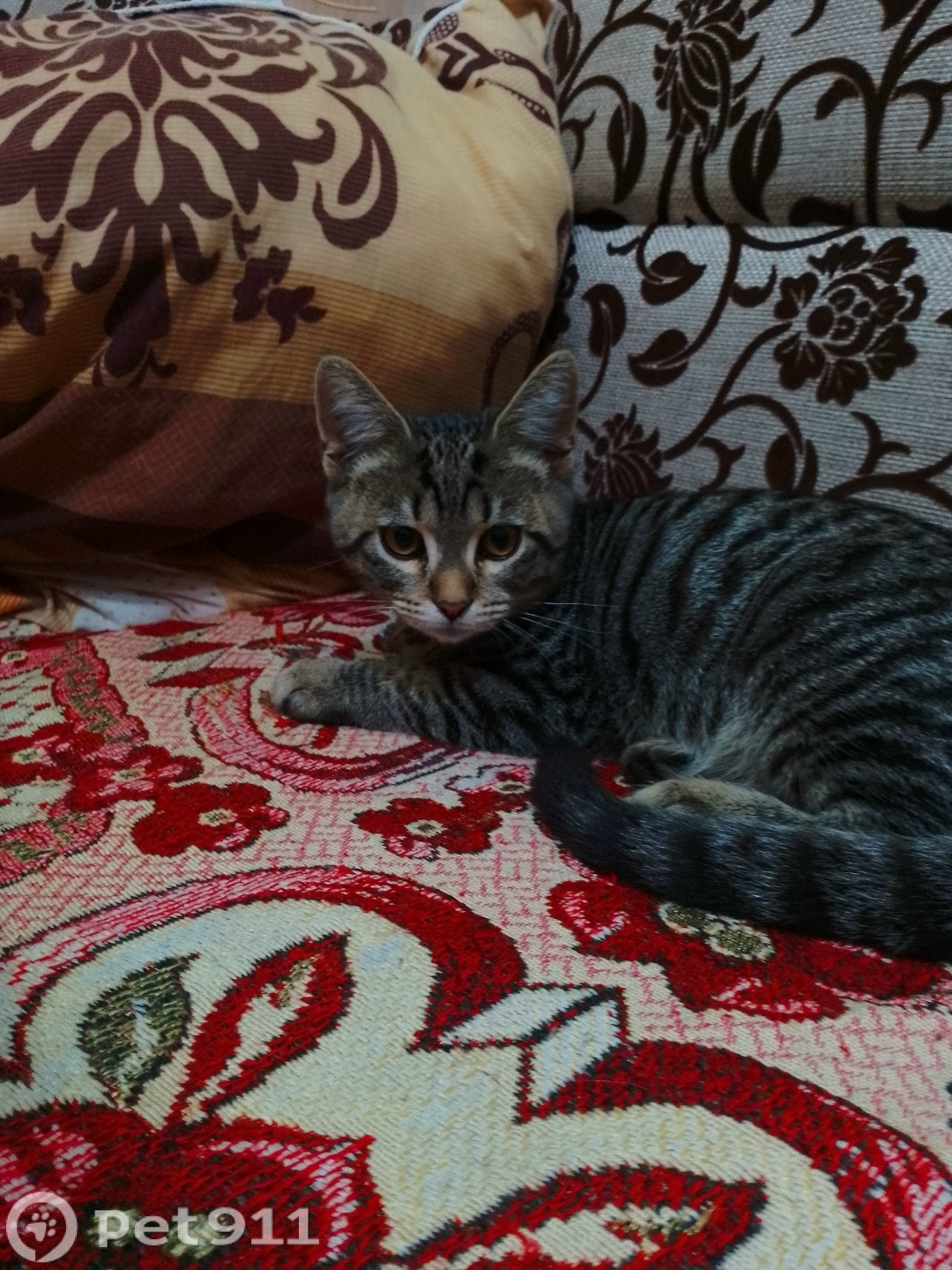 Найдена кошка в Оренбурге — фото объявления