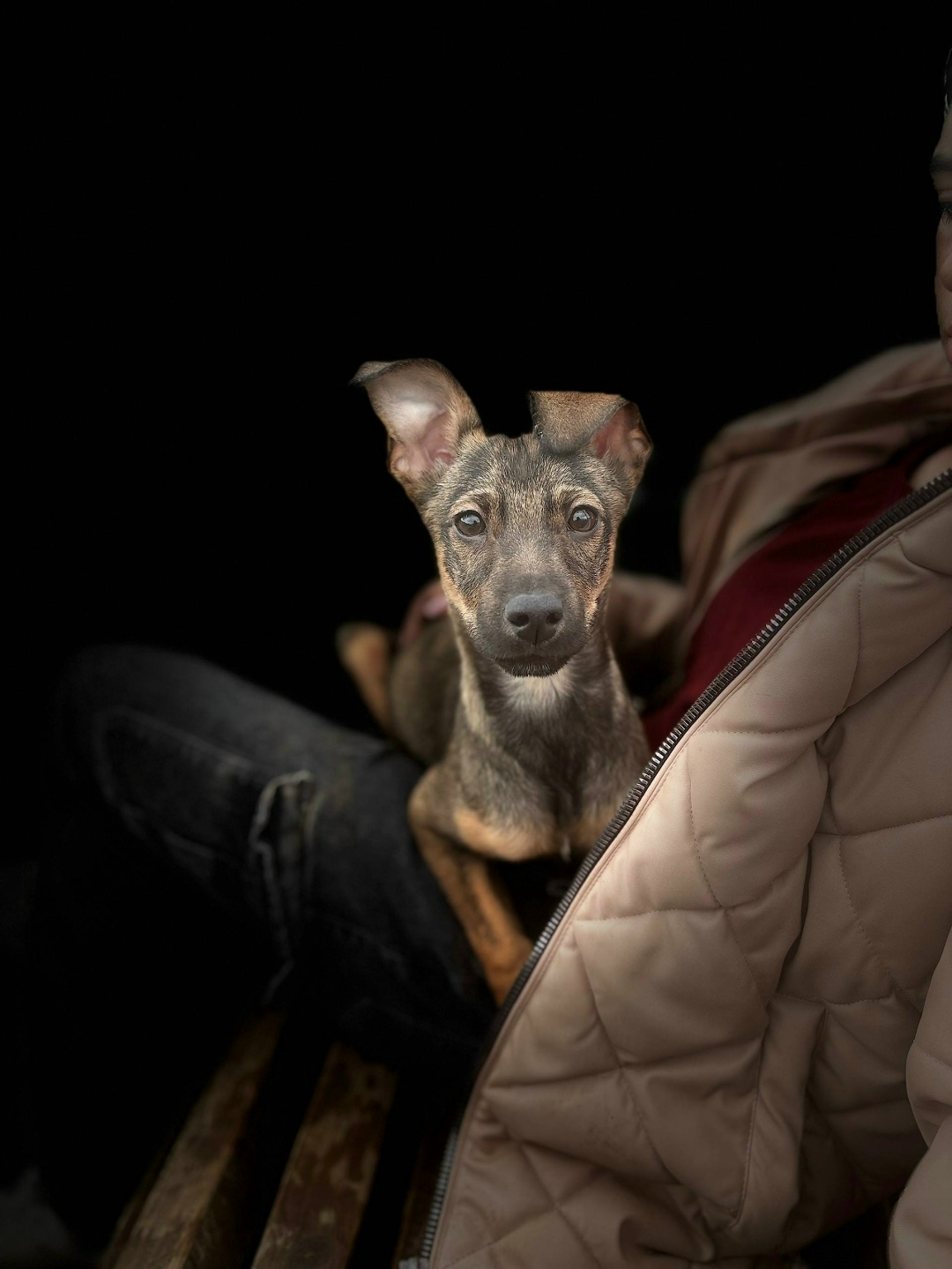 Найдена собака в Оренбурге — фото объявления