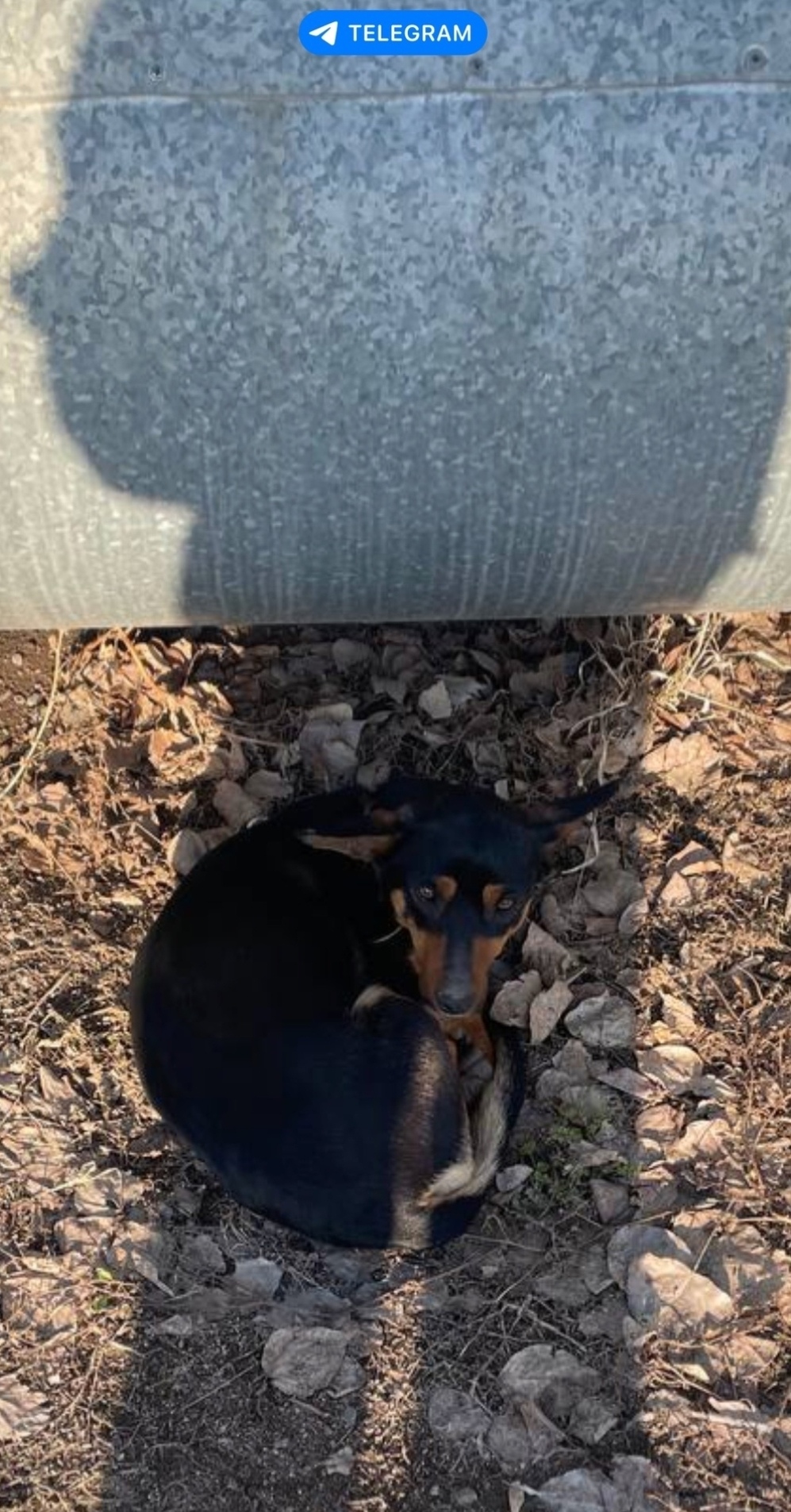 Найдена собака в Оренбурге — фото объявления