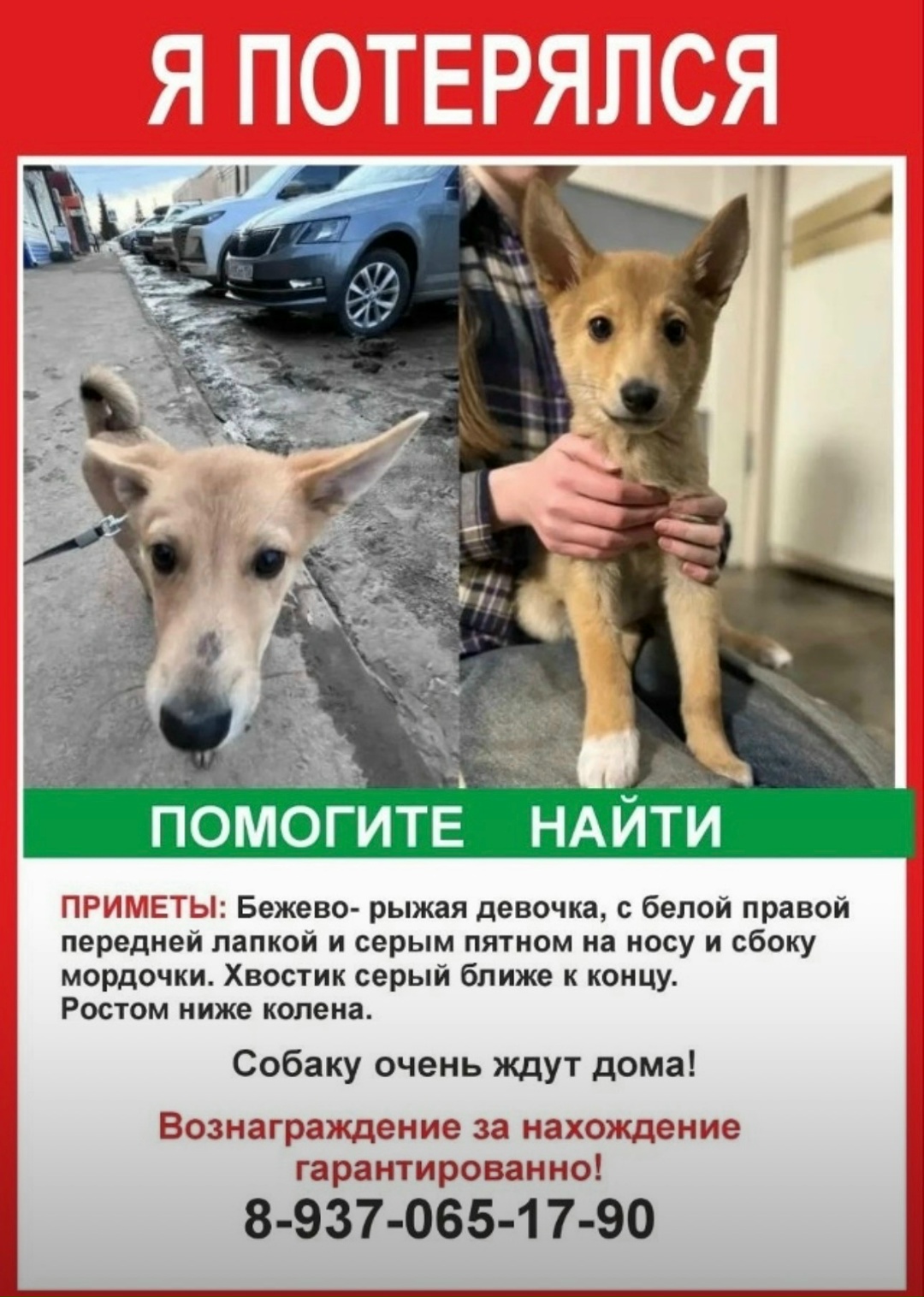 Пропала собака в Оренбурге — фото объявления