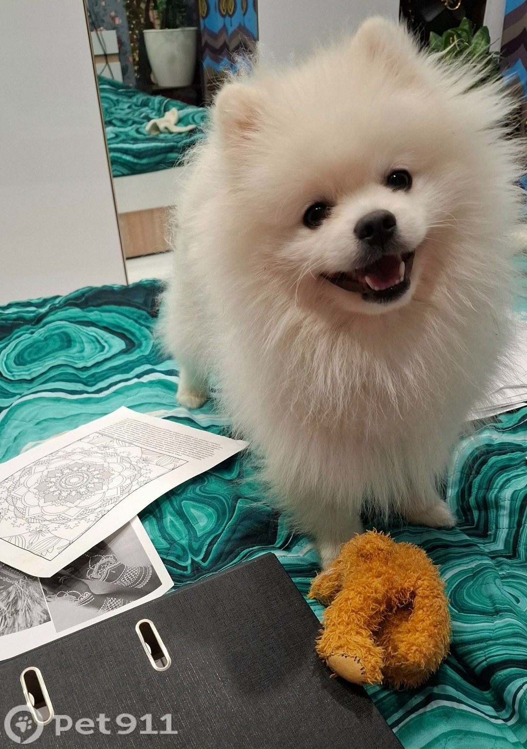 Пропала собака в Оренбурге — фото объявления