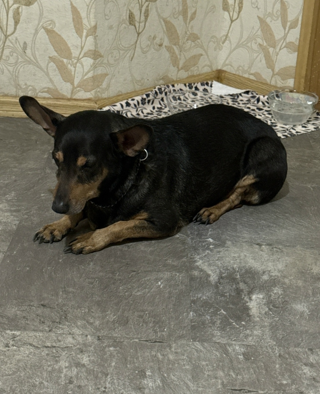 Найдена собака в Оренбурге — фото объявления