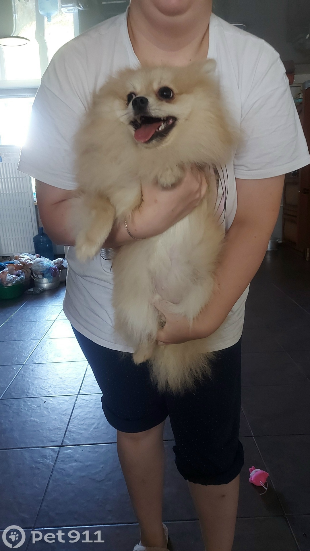 Найдена собака в Оренбурге — фото объявления