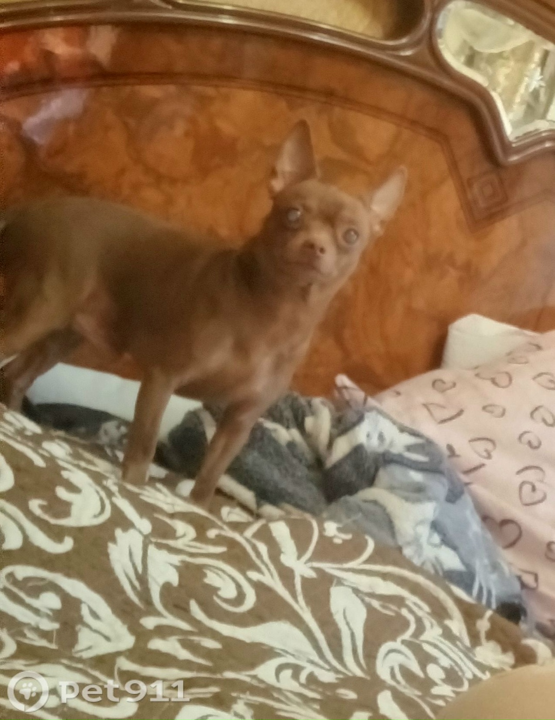 Пропала собака в Оренбурге — фото объявления