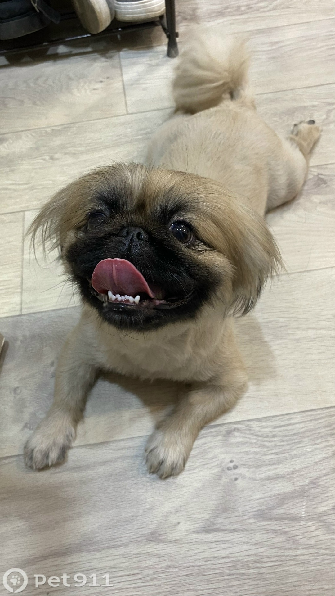 Найдена собака в Оренбурге — фото объявления