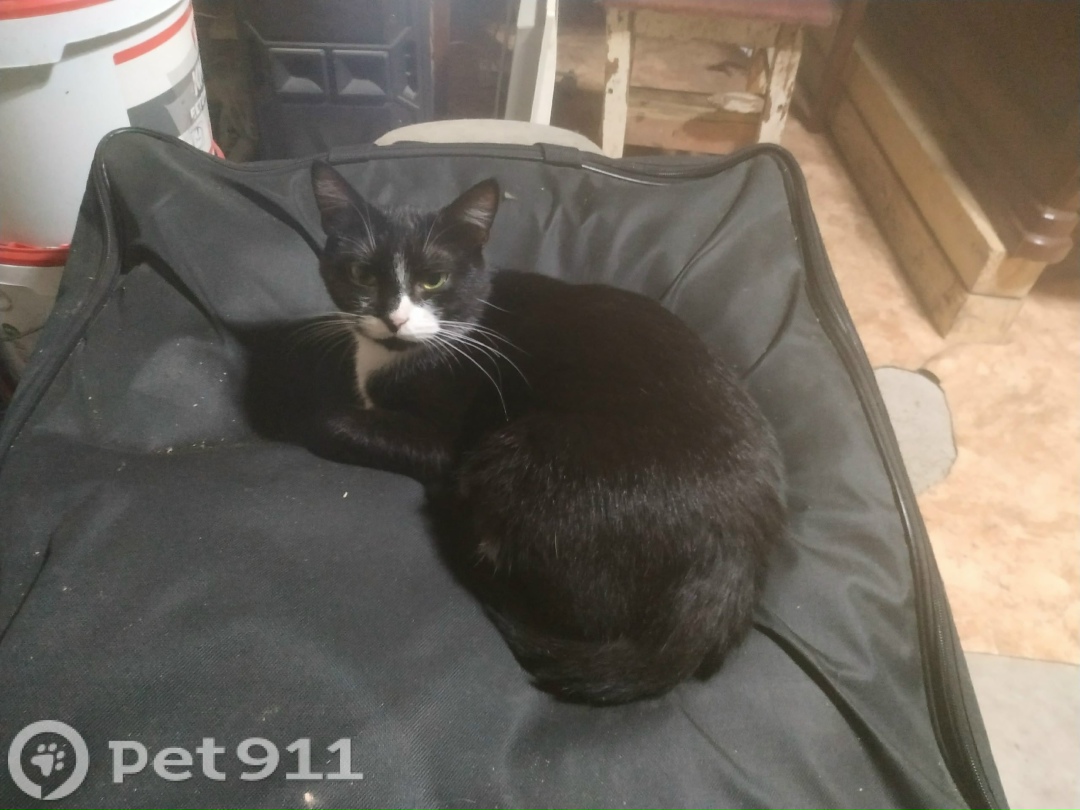 Пропала кошка в Оренбурге — фото объявления