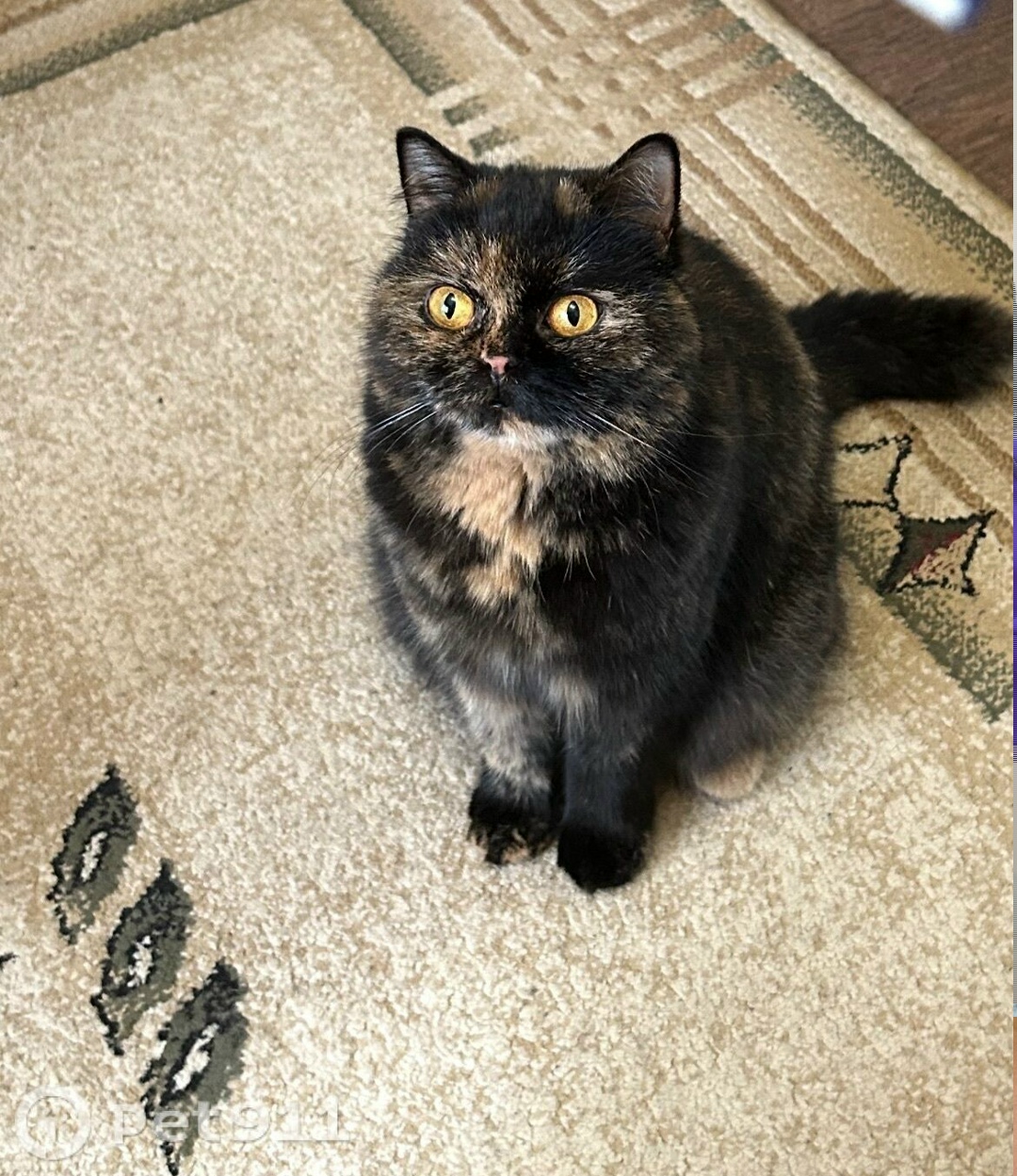 Пропала кошка в Оренбурге — фото объявления