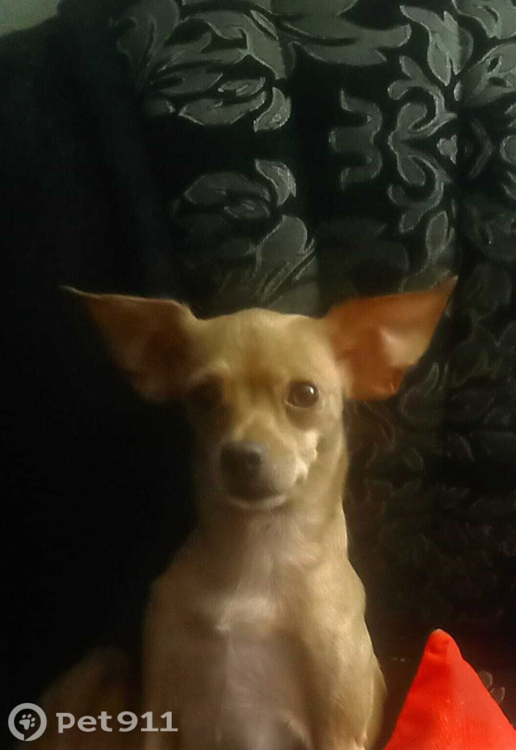 Пропала собака в Оренбурге — фото объявления