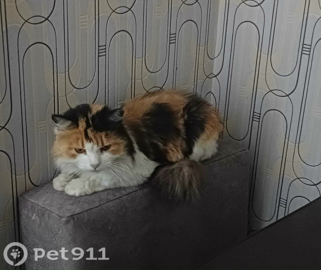 Пропала кошка в Оренбурге — фото объявления