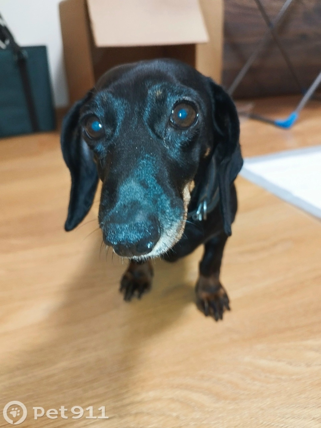 Найдена собака в Оренбурге — фото объявления