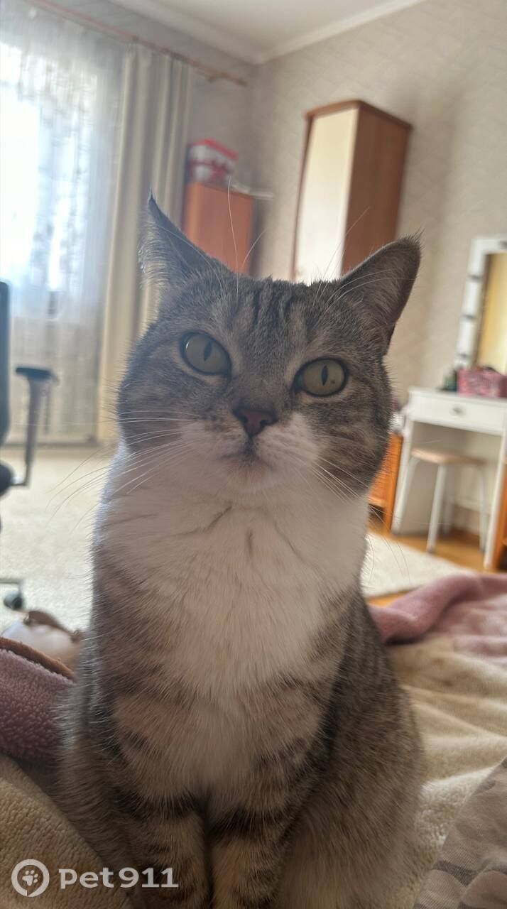 Пропала кошка в Оренбурге — фото объявления