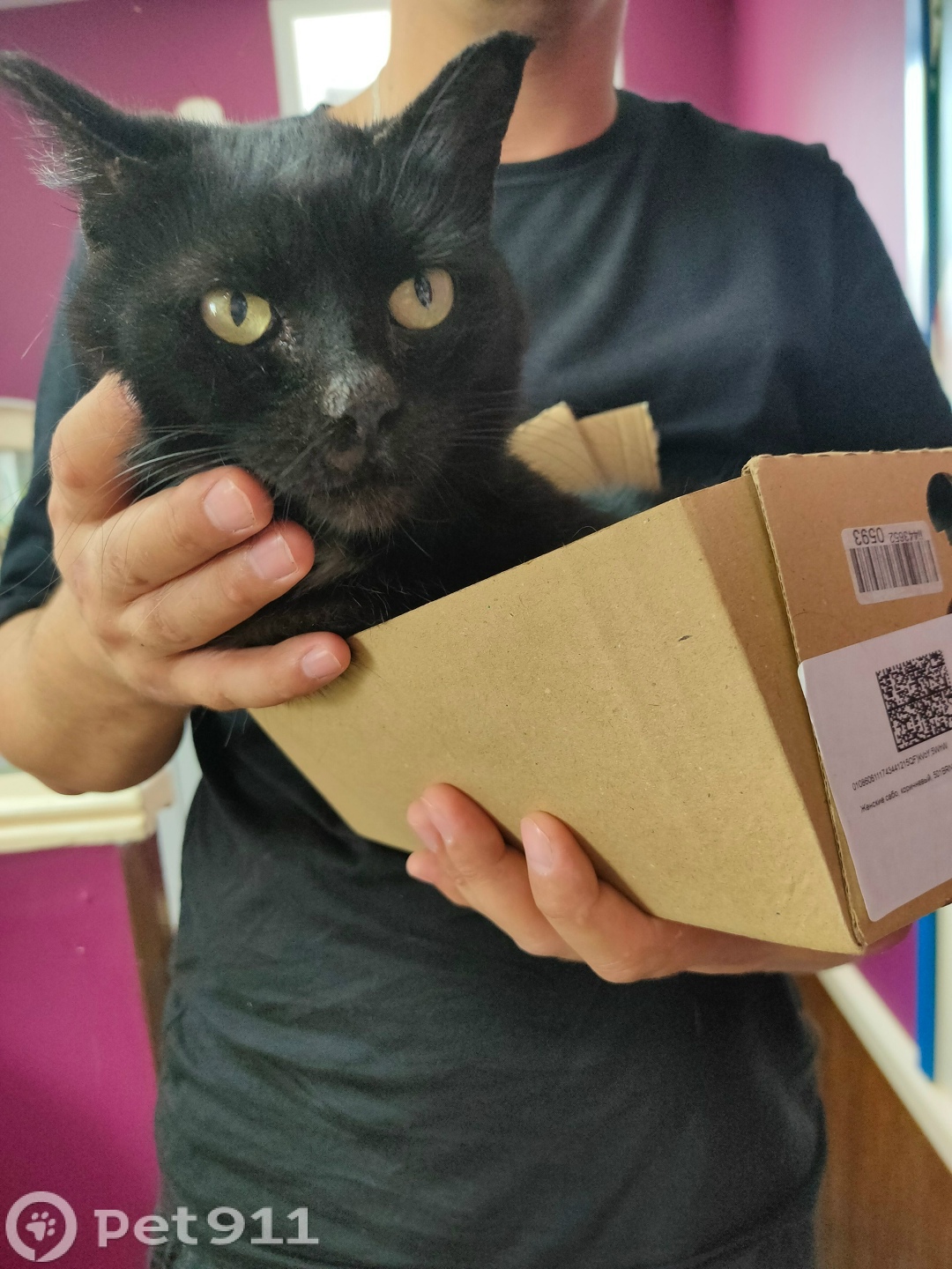 Найдена кошка в Оренбурге — фото объявления