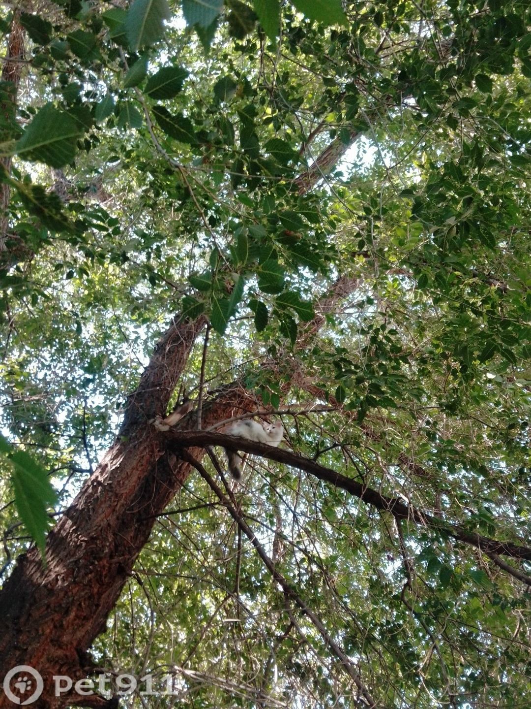 Найдена кошка в Оренбурге — фото объявления