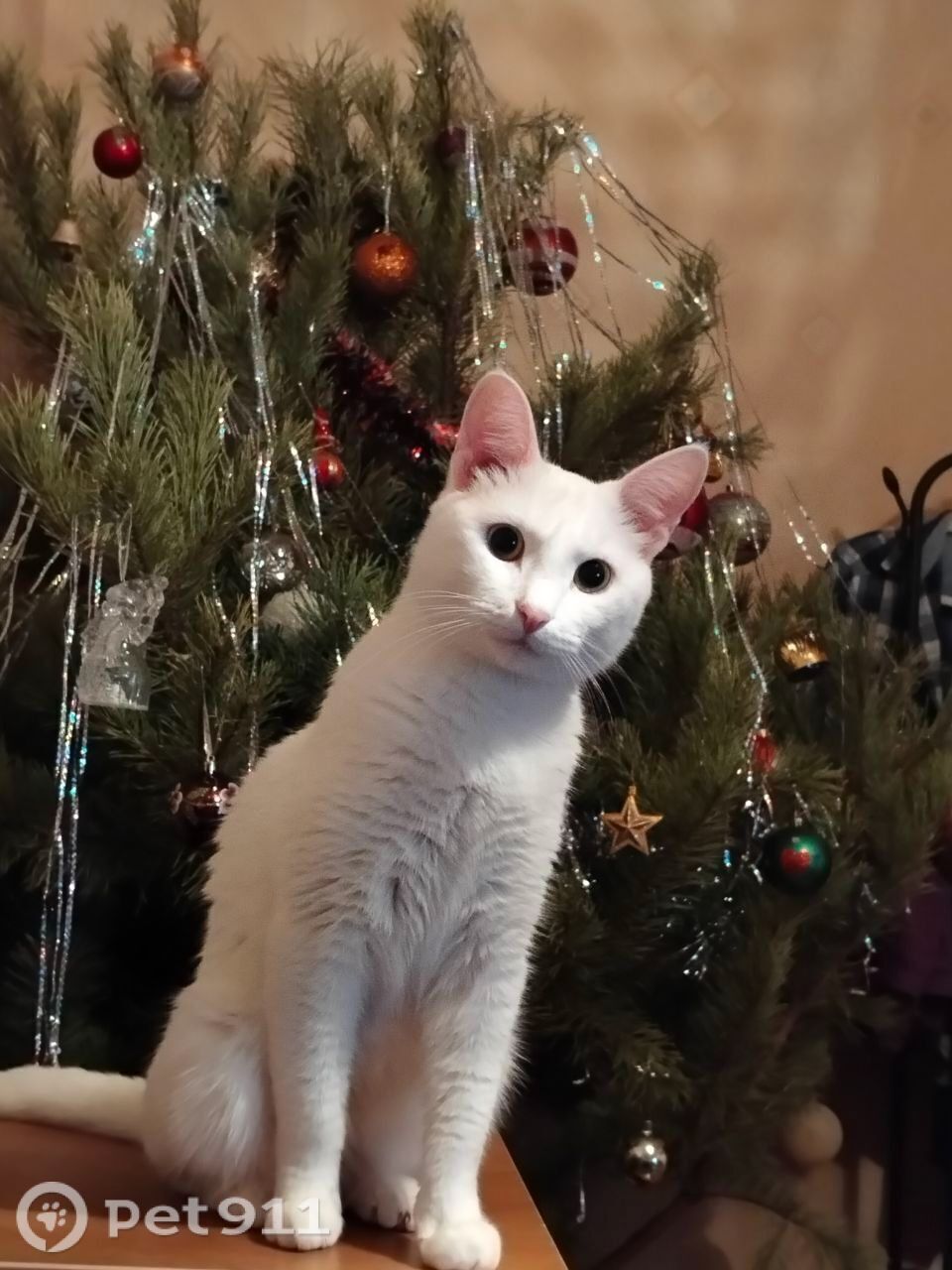 Пропала кошка в Оренбурге — фото объявления