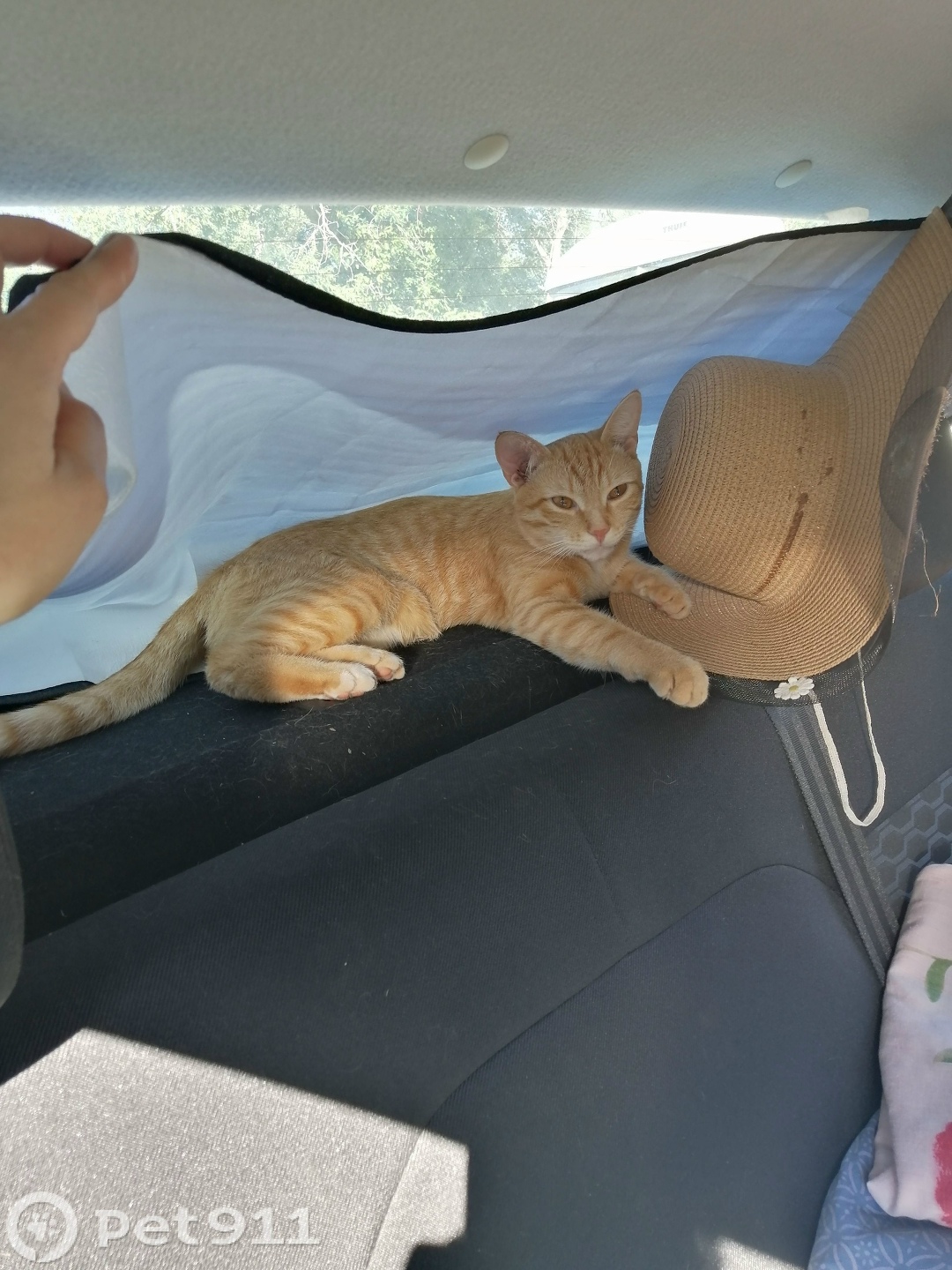 Пропала кошка в Оренбурге — фото объявления