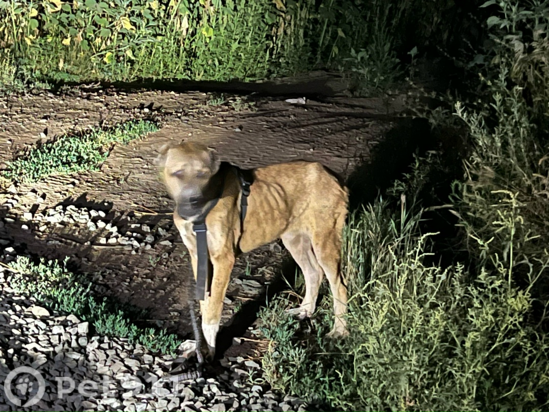 Найдена собака в Оренбурге — фото объявления
