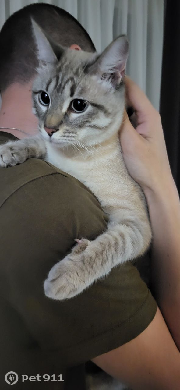 Пропала кошка в Оренбурге — фото объявления