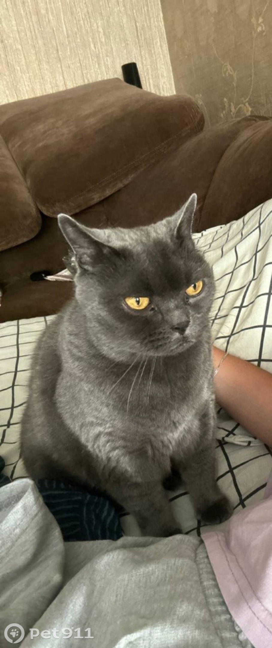 Пропала кошка в Оренбурге — фото объявления