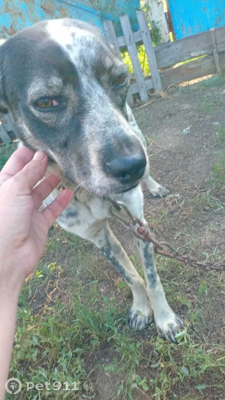 Найдена собака в Оренбурге — фото объявления