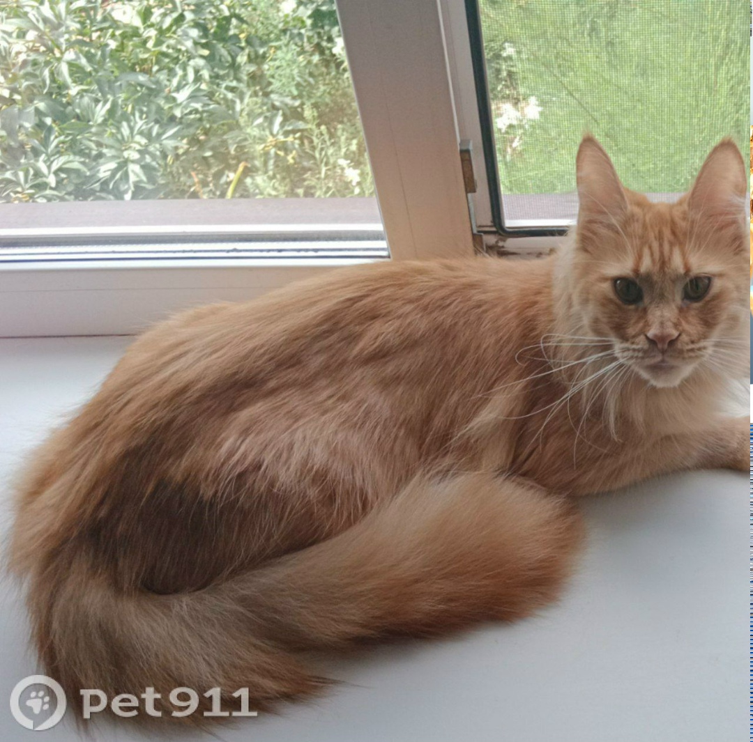 Пропала кошка в Оренбурге — фото объявления