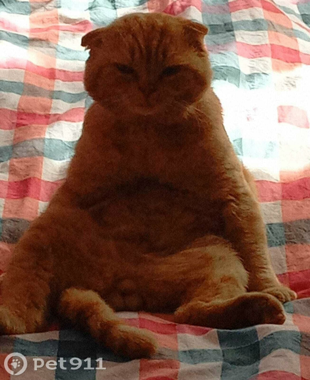 Пропала кошка в Оренбурге — фото объявления