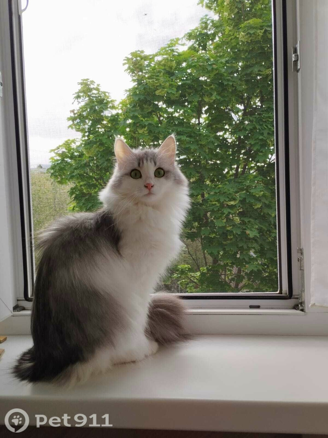 Пропала кошка в Оренбурге — фото объявления