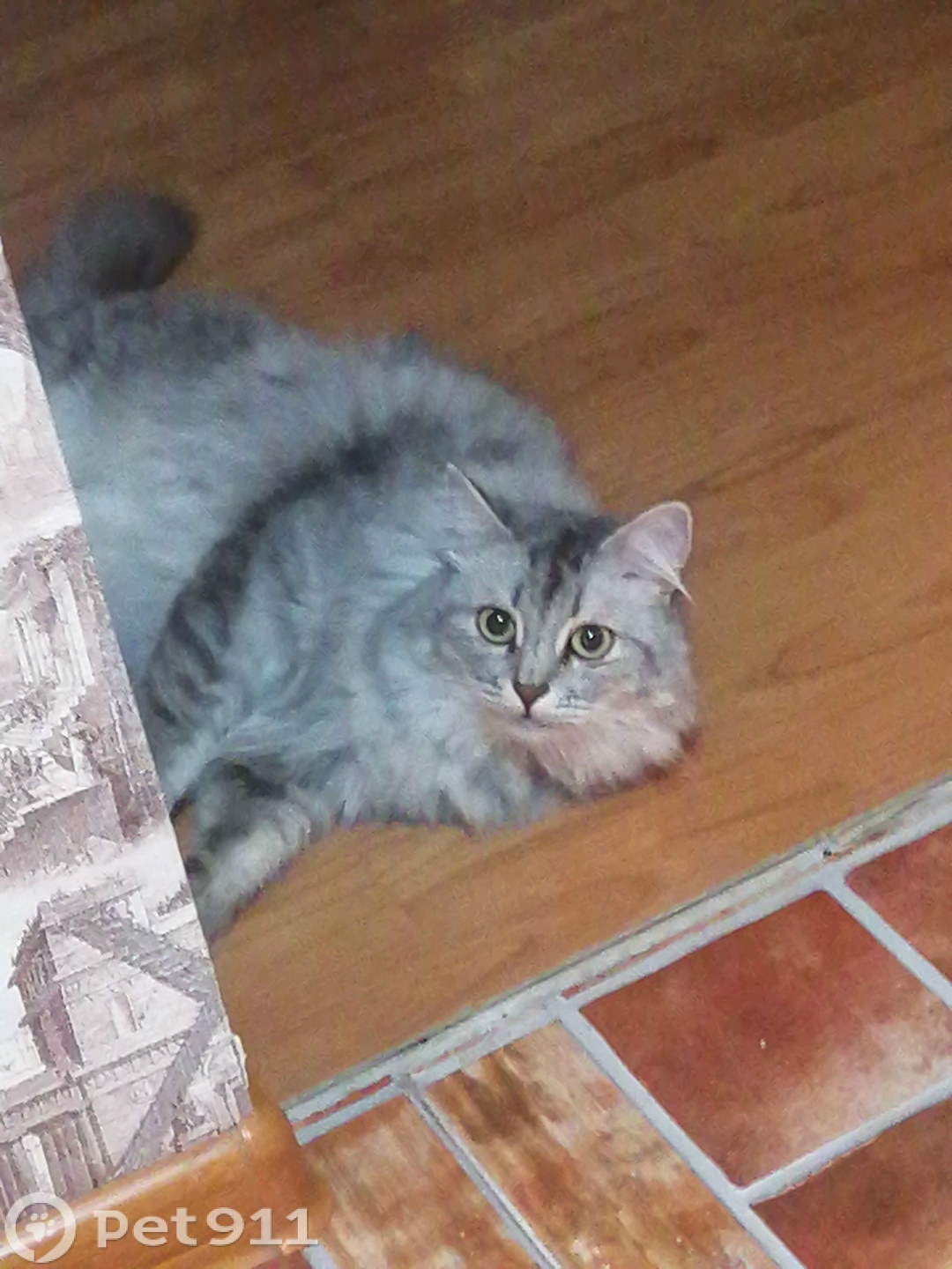 Пропала кошка в Оренбурге — фото объявления