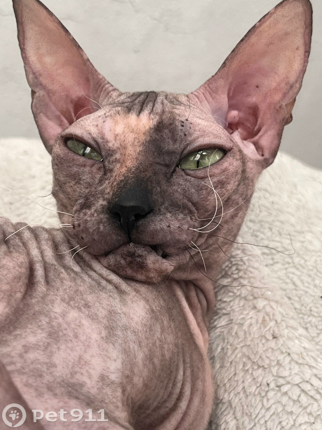 Пропала кошка в Оренбурге — фото объявления