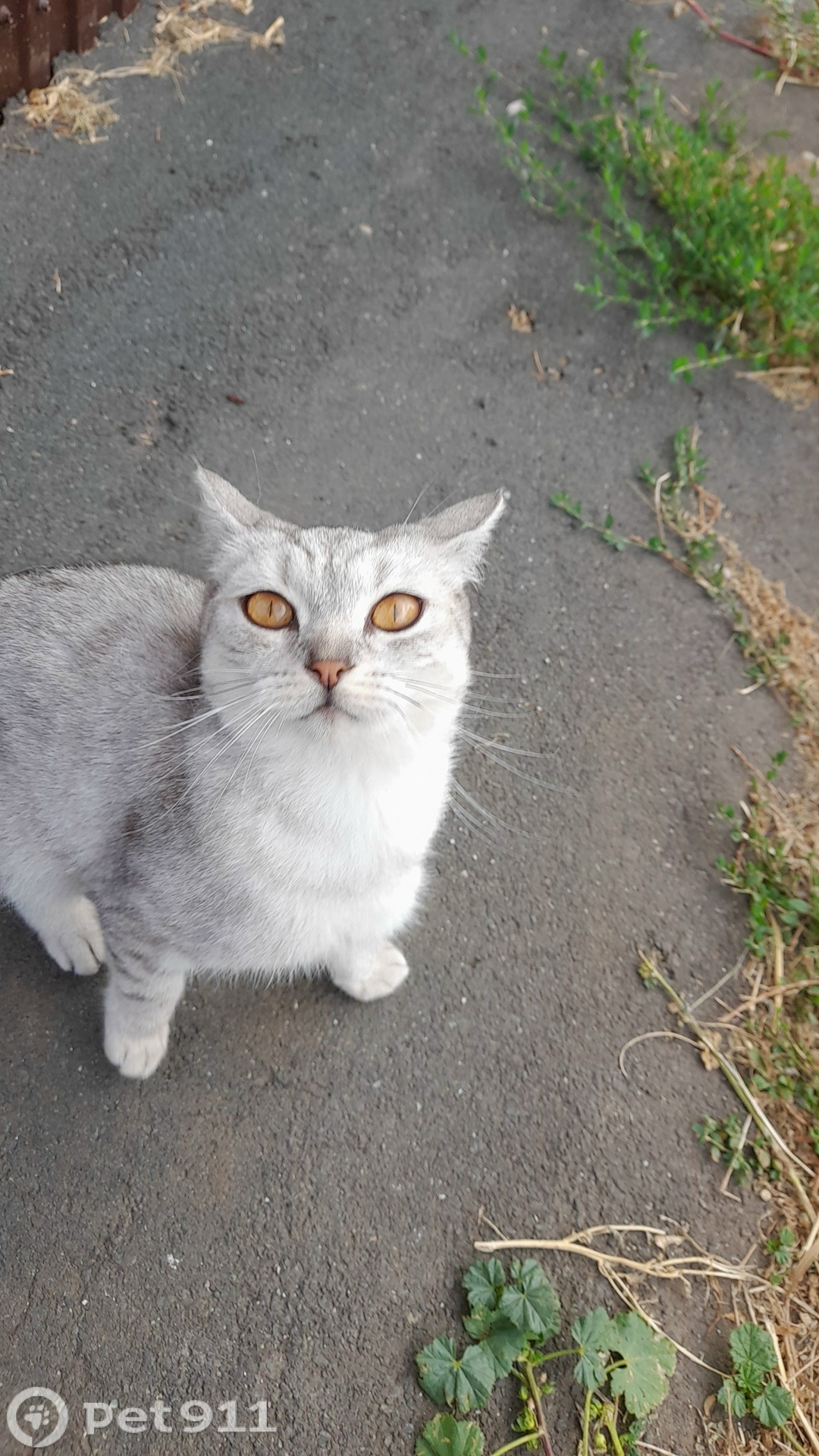 Найдена кошка в Оренбурге — фото объявления