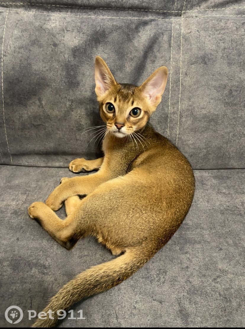 Пропала кошка в Оренбурге — фото объявления