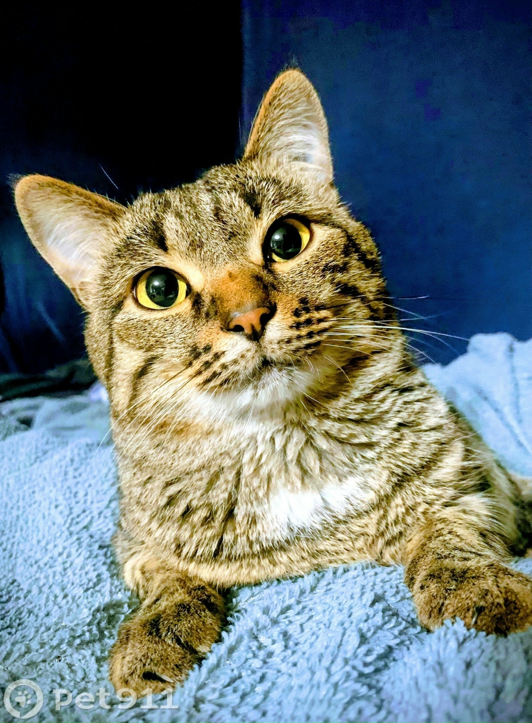 Пропала кошка в Оренбурге — фото объявления