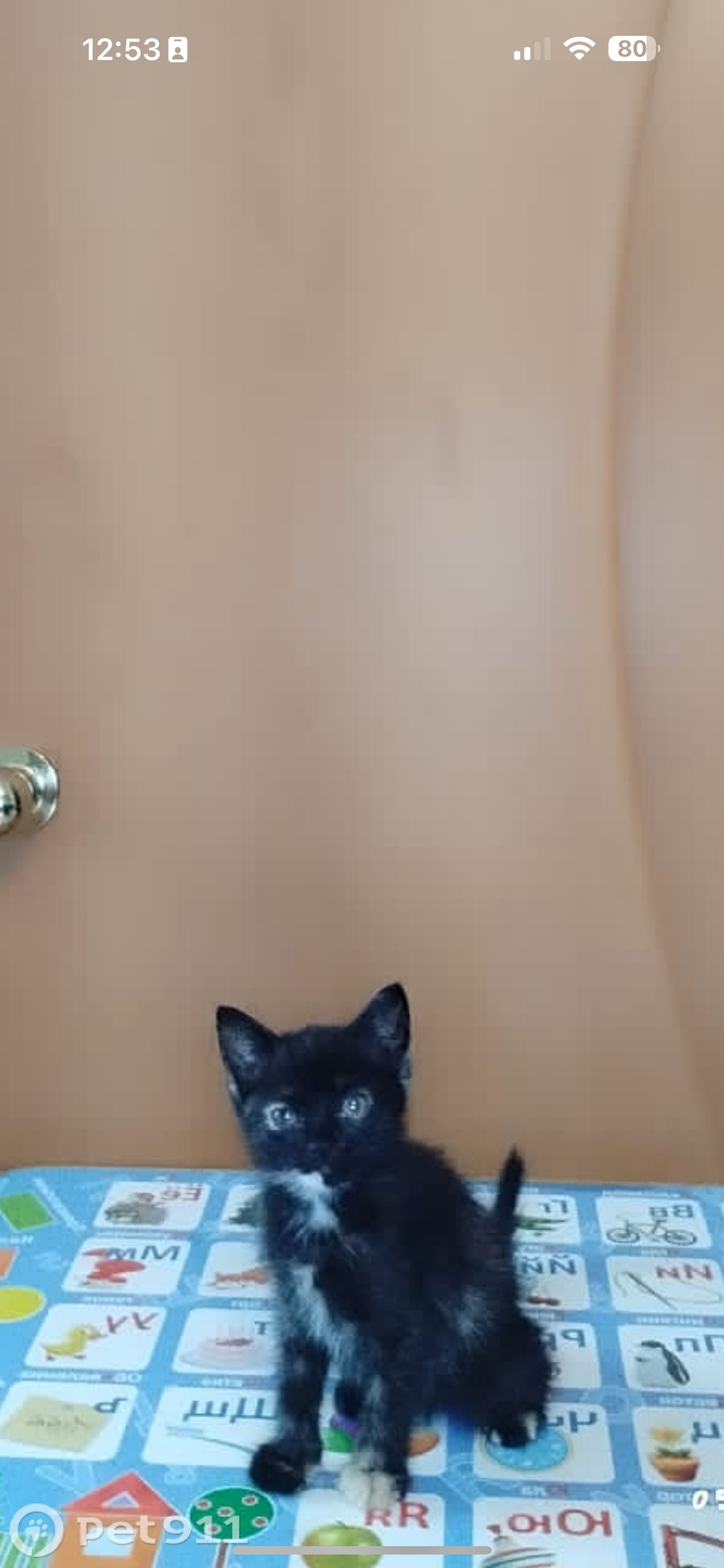 Найдена кошка в Оренбурге — фото объявления