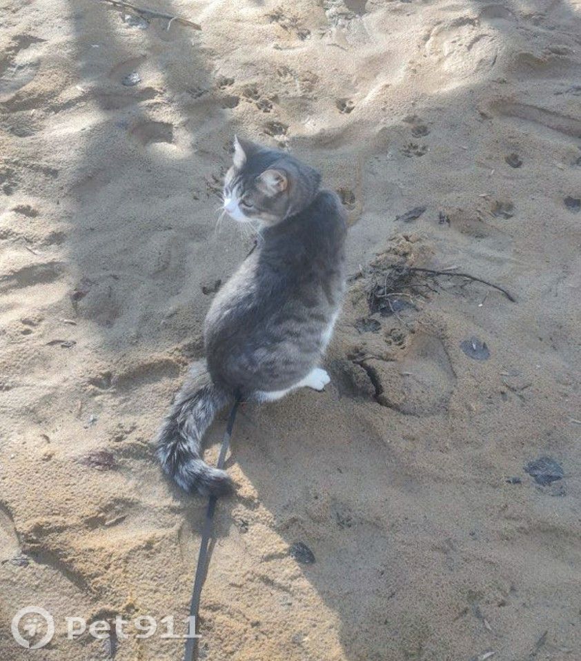 Пропала кошка в Оренбурге — фото объявления