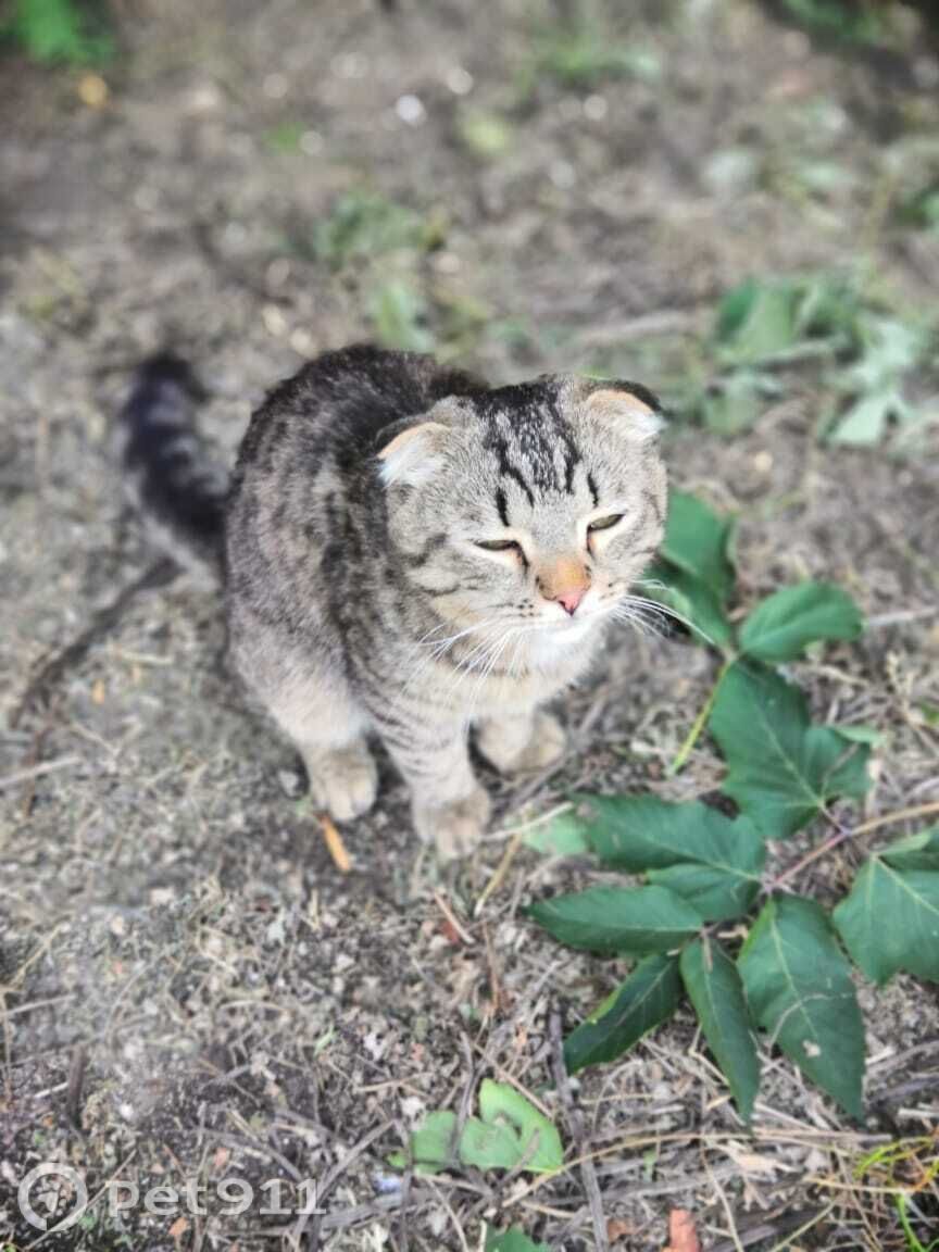 Найдена кошка в Оренбурге — фото объявления